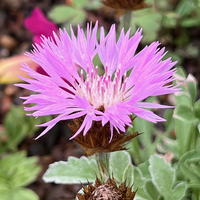 Centaurea (Psephellus) karabaghensis